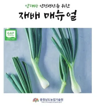 양파 재배 요령 정식 웃거름 도복 수확 건조 포인트_15