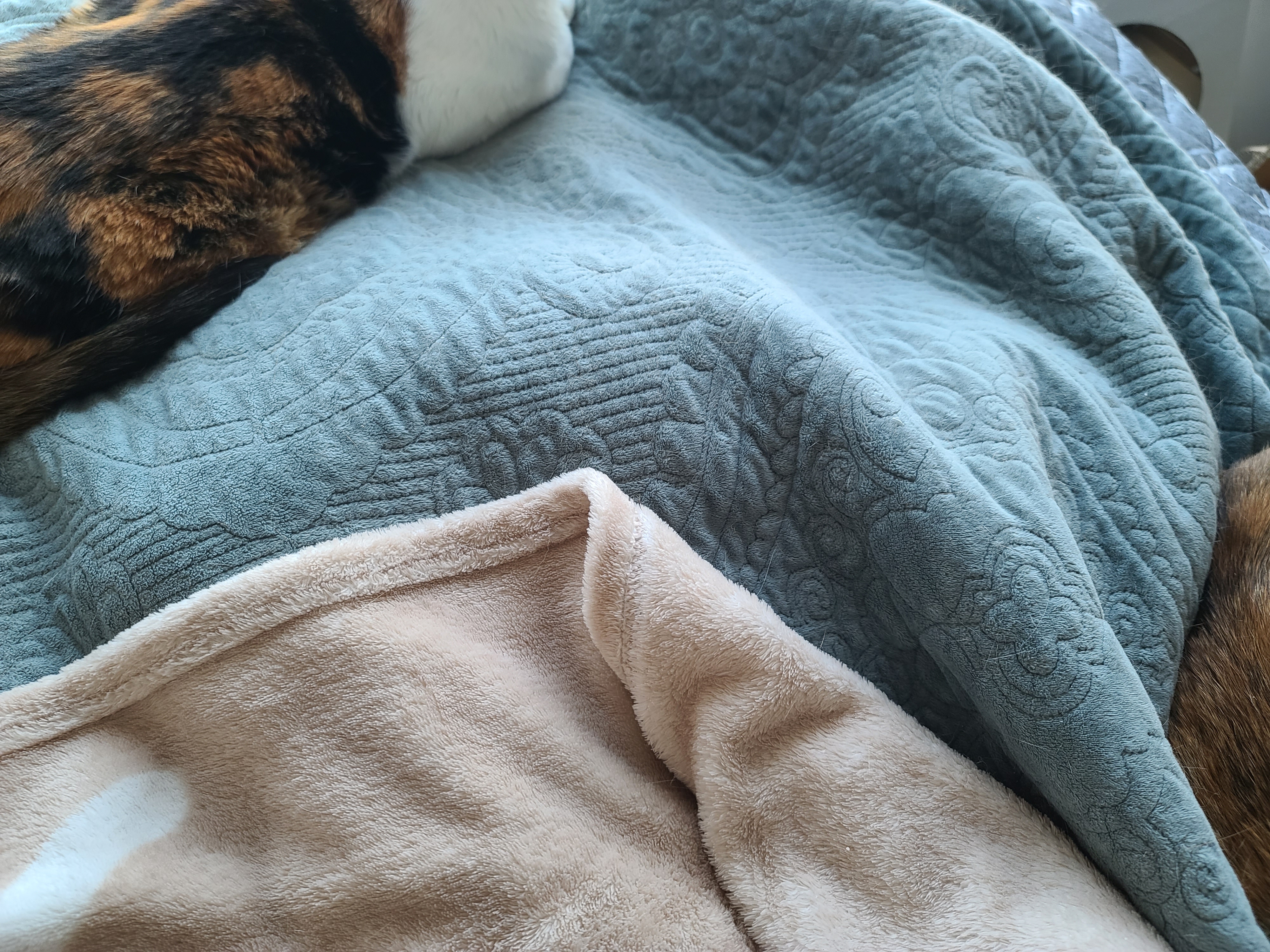 고양이들이 이러면 전기장판을 켜드려야겠죠?