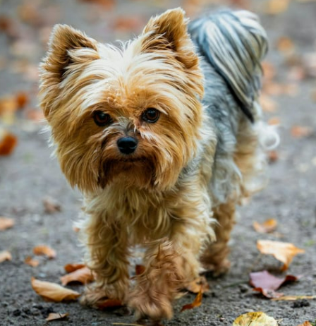 오래 사는 강아지 품종 TOP 7과 장수 비결