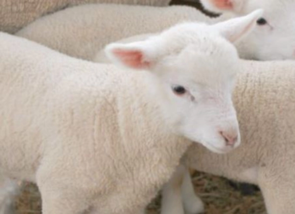 출처 : 대관령 양떼목장 공식홈페이지