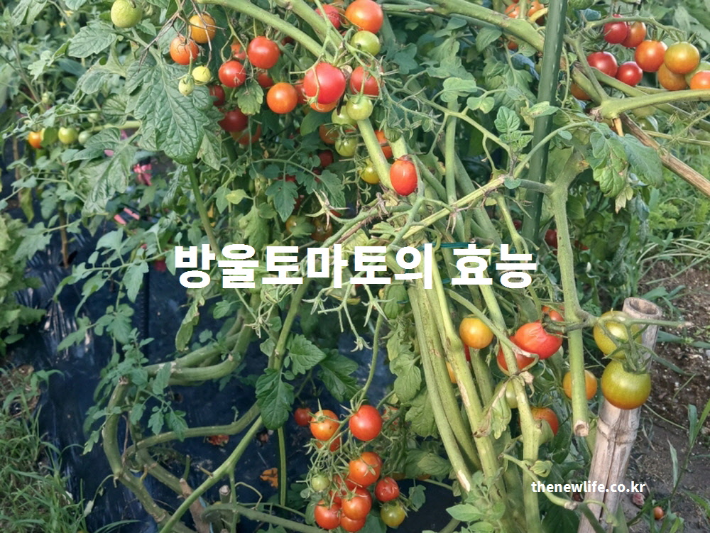 방울토마토의 효능을 과학적인 근거를 바탕으로 설명하는 대표 실물 사진