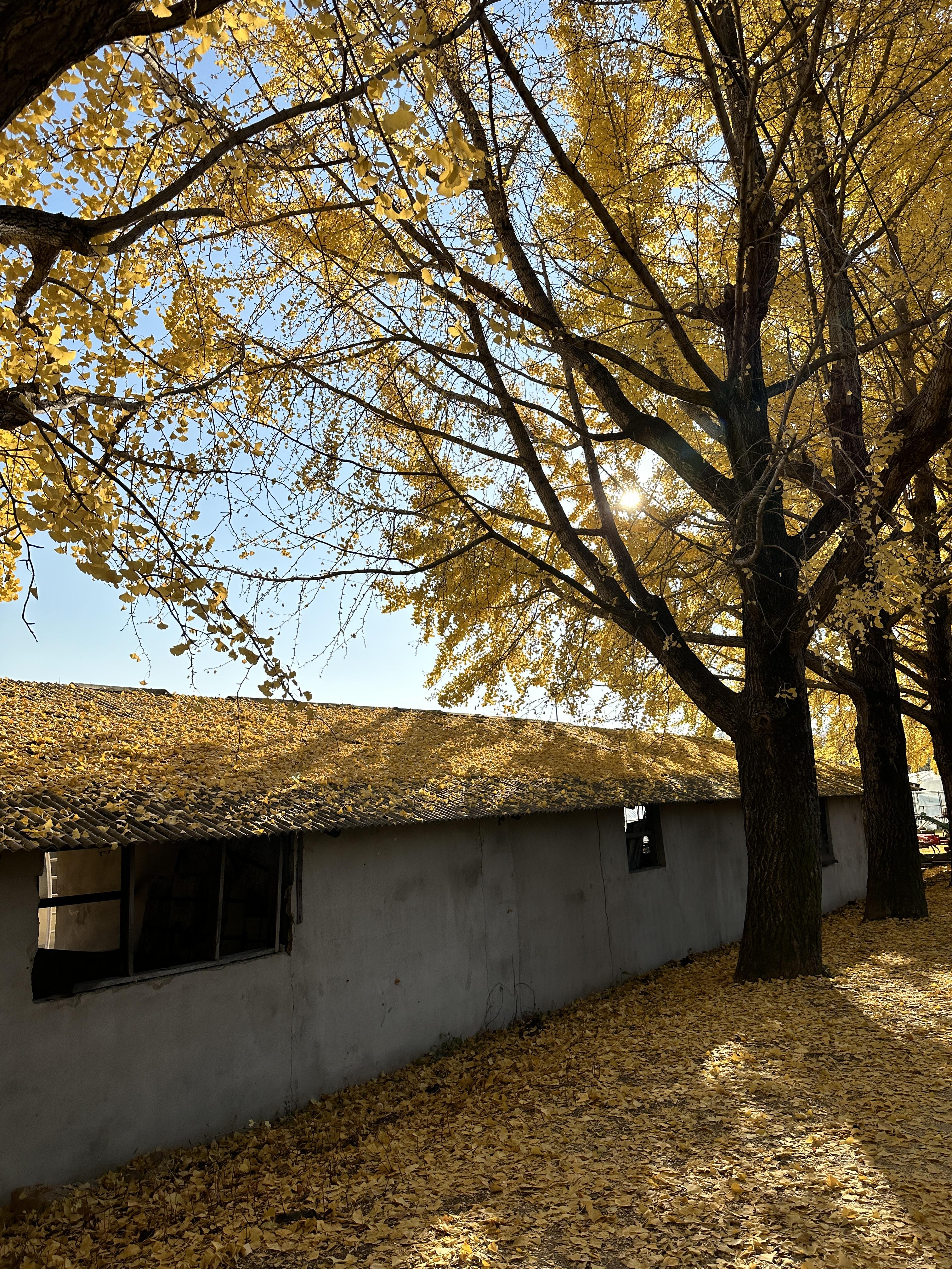 가을 단풍놀이 추천 거창 의동 은행나무길