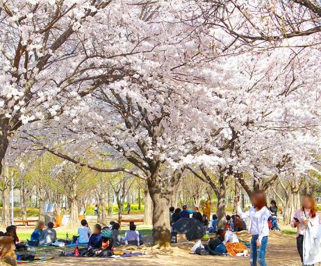 성동구 벚꽃