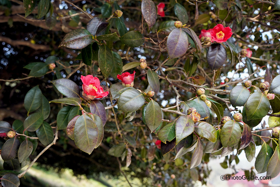 고창 선운사 동백꽃