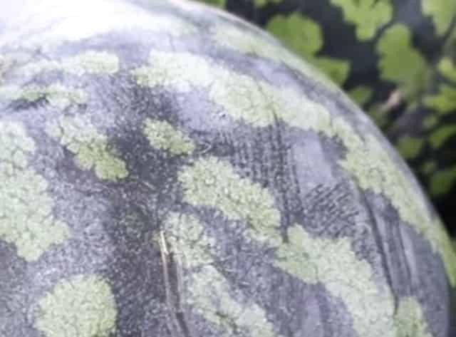 수박 겉면에 하얀 가루