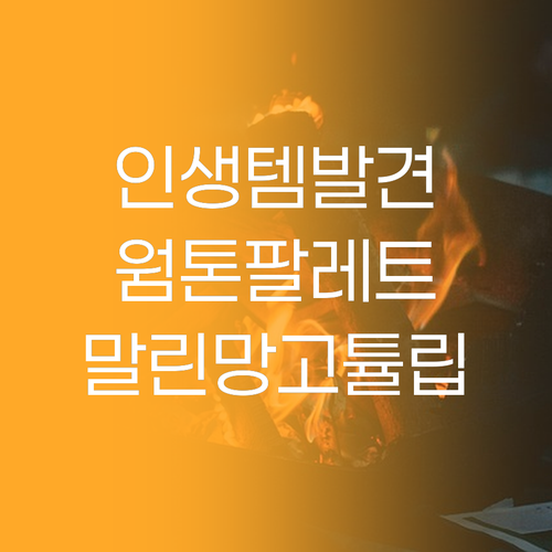 인생템 롬앤 베러 댄 아이즈 말린망고..