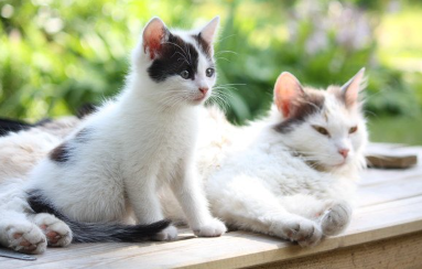 귀여운 아기 고양이와 옆에 있는 엄마 고양이.