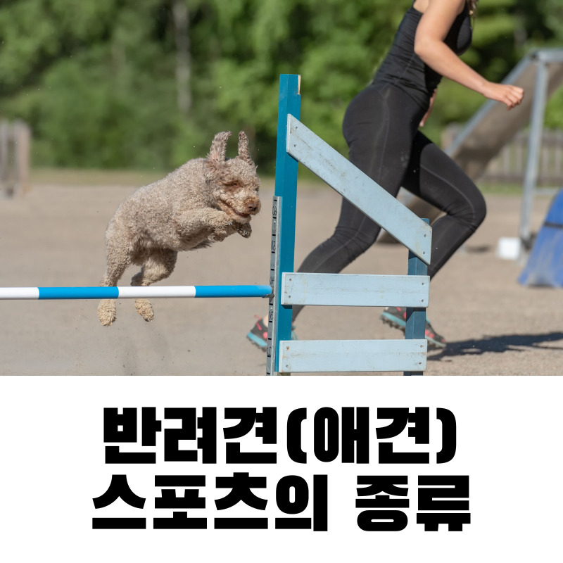 애견 스포츠의 종류