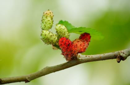 오디의-다양한-섭취-방법2