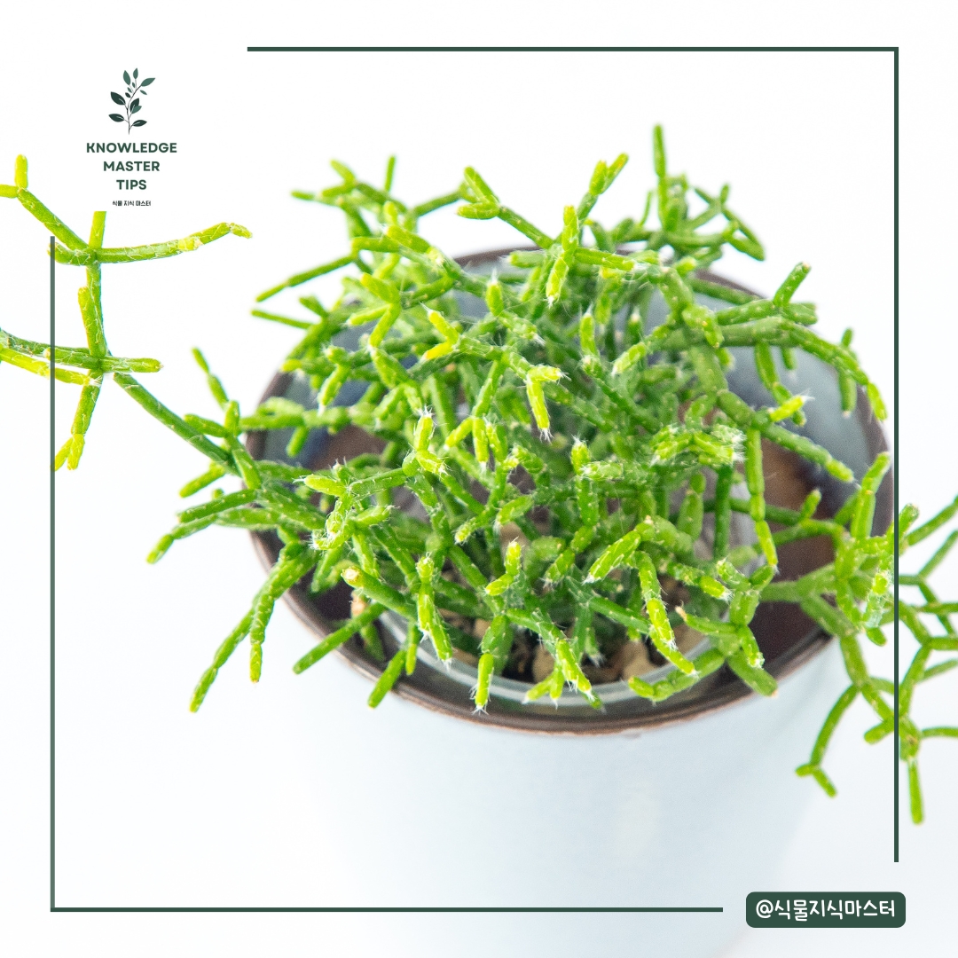 립살리스: 공중에서 자라는 열대우림 선인장