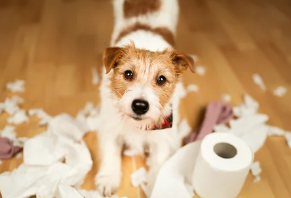 강아지 분리불안/출처:어도비스톡