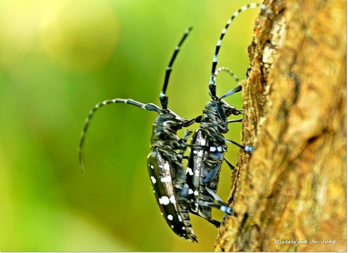 유리알락하늘소