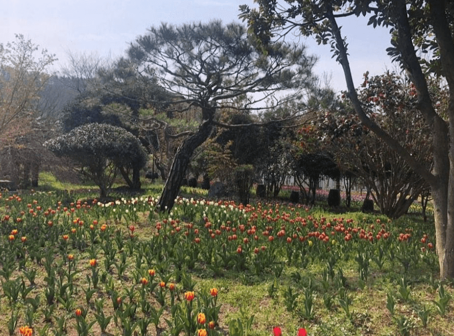 2025 하늘빛수목정원 튤립축제: 봄날의 로맨스를 담다!!