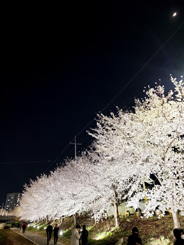 야간벚꽃
