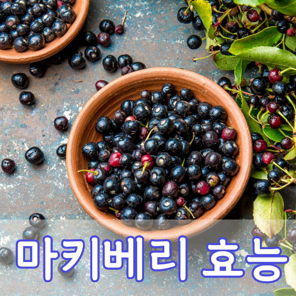 마키베리 효능