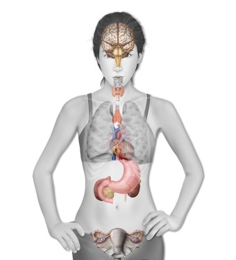 호르몬 대체 요법