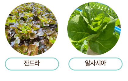 생방송투데이 이주의 장바구니 아쿠아포닉스 16종 유럽 잎채소 구매방법 밀양 플로우팜