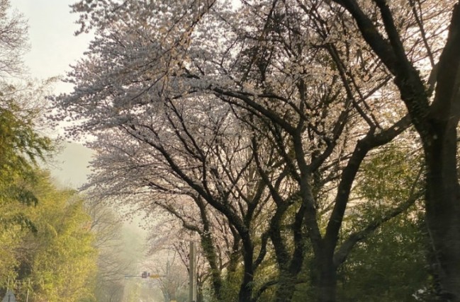 하동 십리벚꽃길 + 5월 유채길