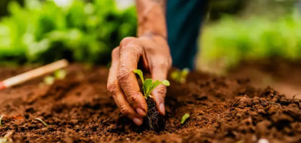 공공 텃밭 분양 시기 관련 사진