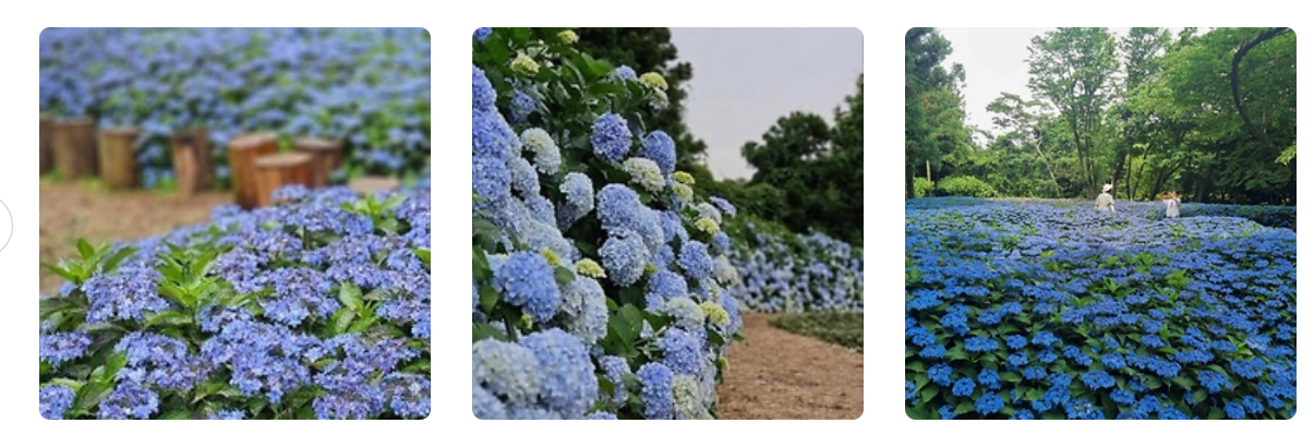 6월 꽃구경 가볼만한곳