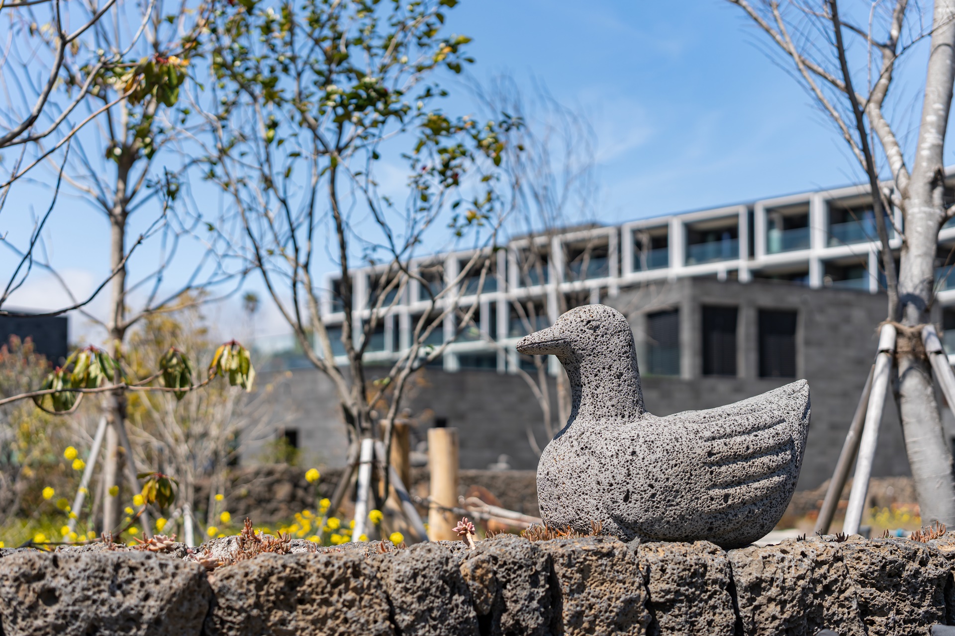 #JW가든 #JW메리어트제주 #댄싱두루미 #더플라잉호그 #아일랜드키친 #유채꽃 #제주사진 #제주여행 #제주유채꽃 #제주호텔