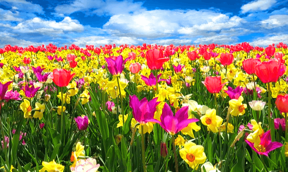 봄날 햇빛을 받은 예쁜 튤립들이 한가득 피어있다. 빨간색, 연지색 튤립과 노란 수선화가 가득하다.