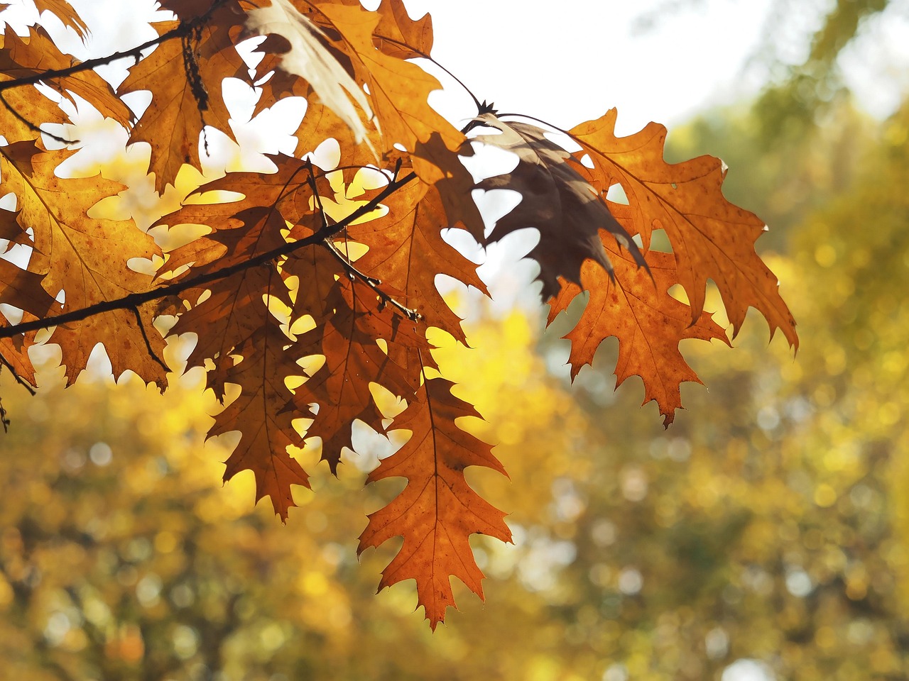 가을철 풍경과 계절성 탈모 연관 이미지 (출처: pixabay)