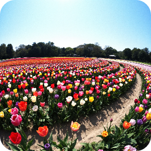 튤립축제 이미지