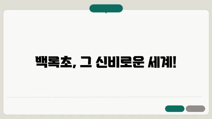 백록초