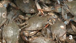 소비자는 꽃게를 얼마나 저렴하게 살 수 있을까?