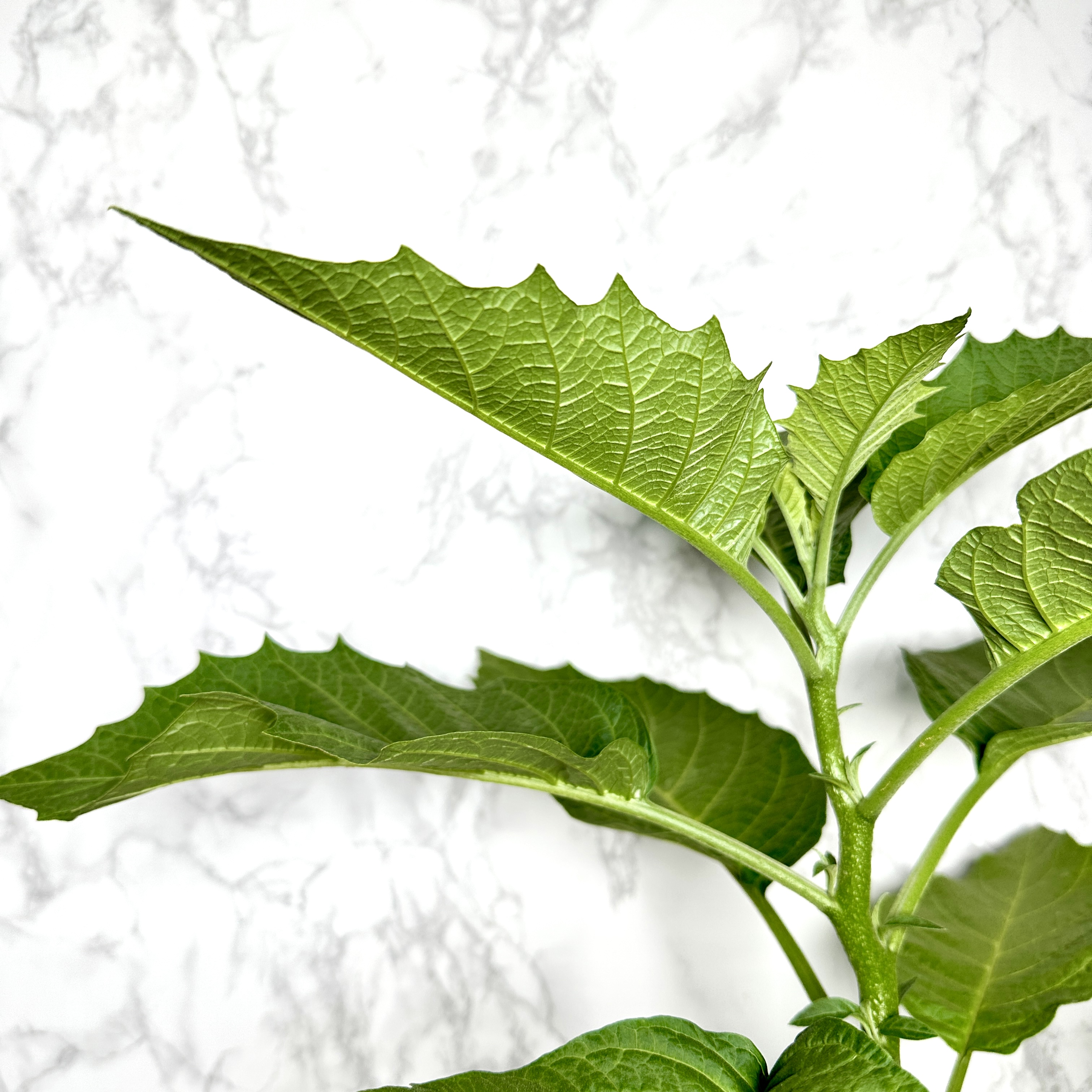 천사의나팔 키우기 꽃 꽃말 키우는방법