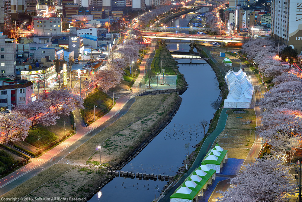 온천천 벚꽃 야경