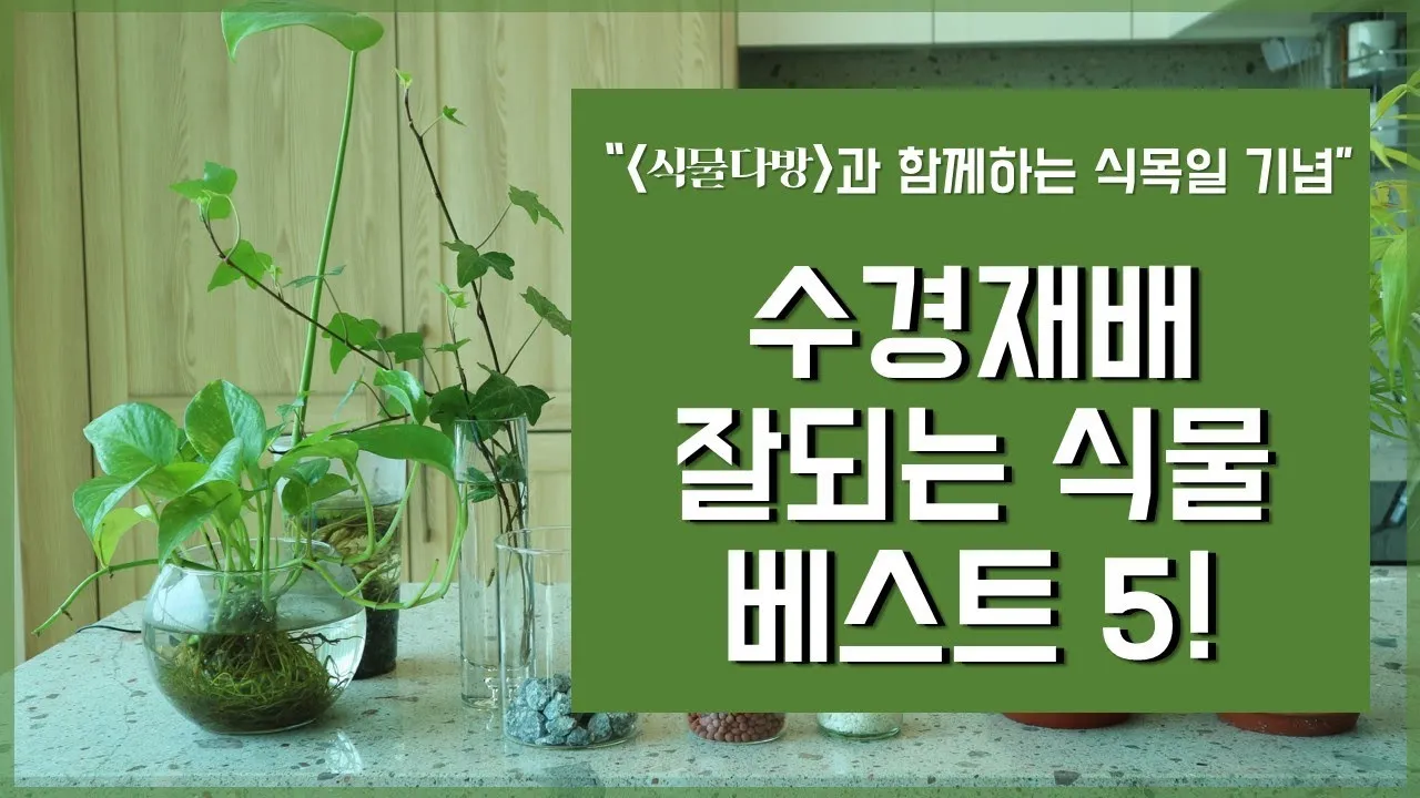 물에서 키우는 실내 식물 추천_6