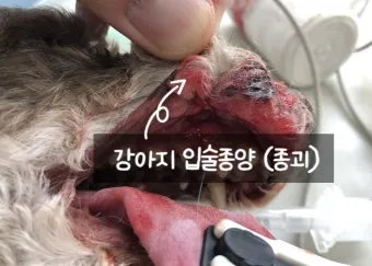 강아지 몸에 혹 악성종양 구분 세포검사 후기 사례집_8