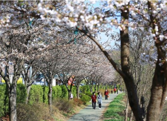 시흥 벚꽃