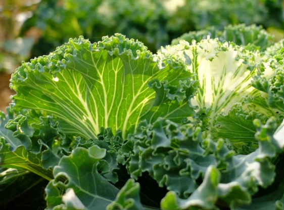 루테인 많은 음식