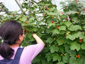 라즈베리 재배 지주 설치 가지 전정 순 지르기_13