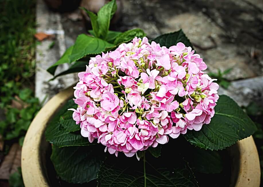분홍-수국-화분에-심어진-모습