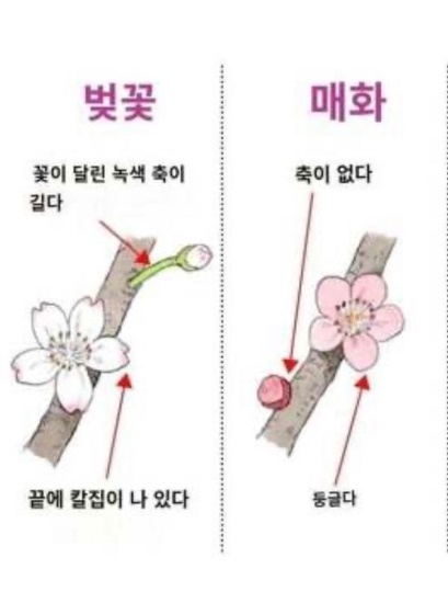 매화와-벚꽃의-차이점