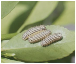 출처(산림청) - 노랑털알락나방