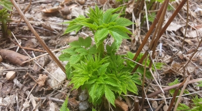 눈개승마 이미지