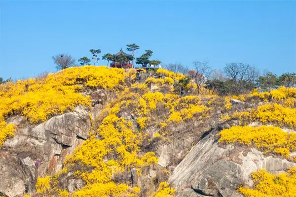 응봉산 개나리 축제