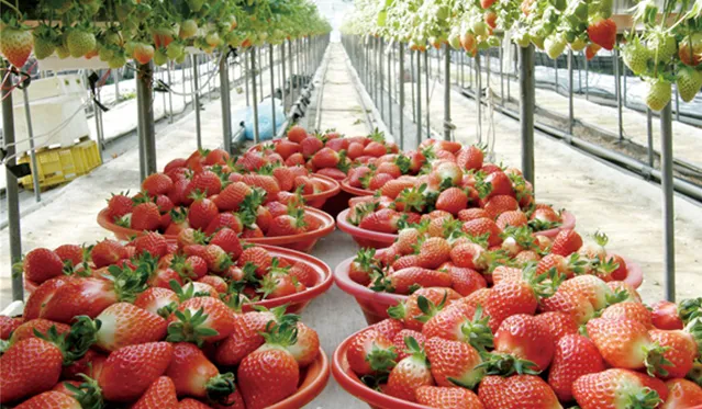 딸기 재배 런너 정리 보온 대책 하우스 관리_9