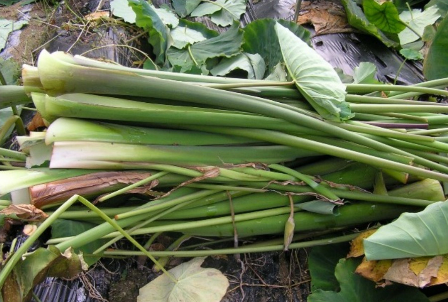 야생의 토란밭에서 채취를 한 토란의 줄기를 토란 잎과 함께 바닥에 쌓아놓고 찍은 사진