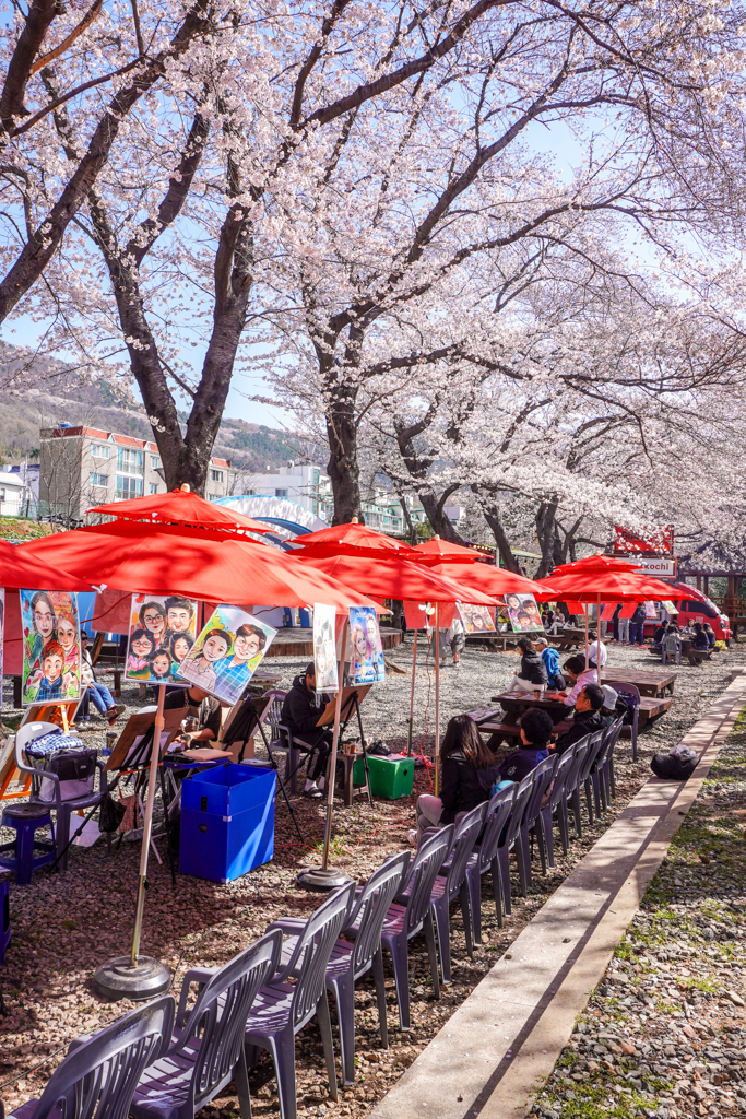 벚꽃 성지&amp;#44; 진해 군항제! 경화역&bull;여좌천 필수 코스 가이드