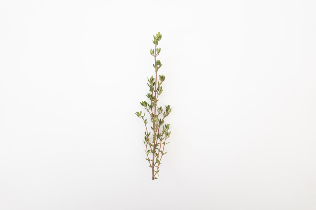 Herb