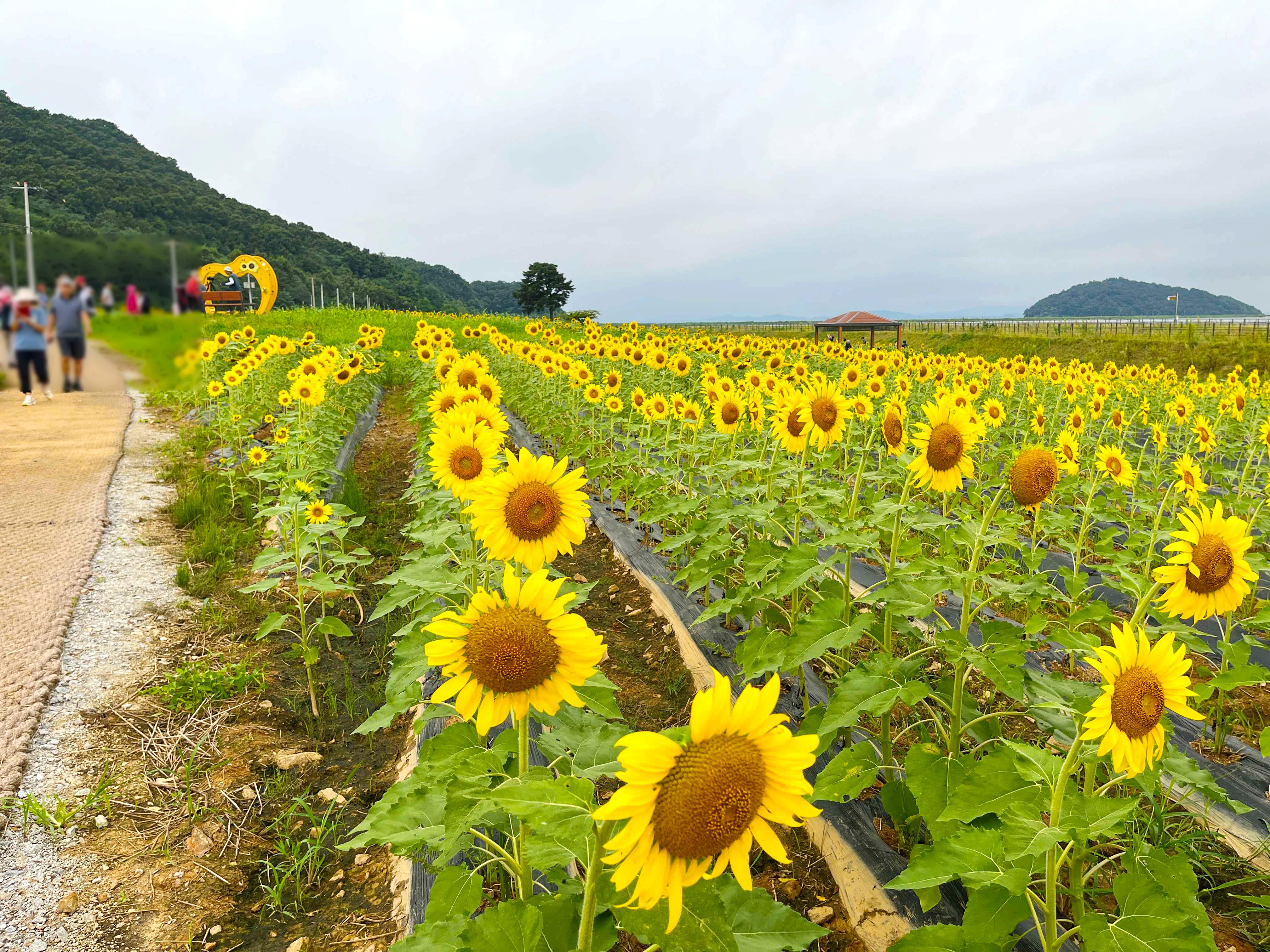 강화도 교동 난정 해바라기 정원 축제