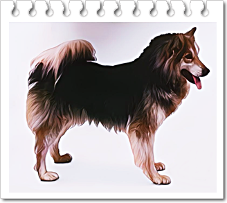 안녕soni
스피츠 타입견
그린란드 독