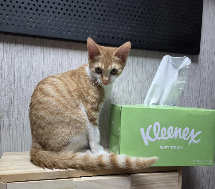 약 복용이 어려운 반려동물을 위한 투약법