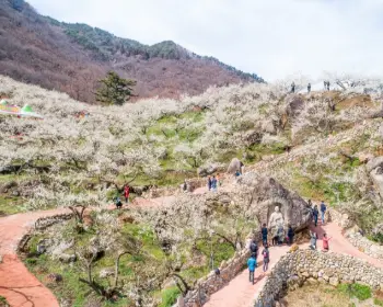 광양 매화축제_4